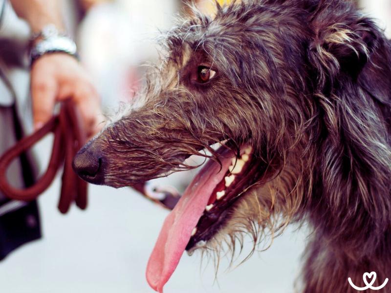 Psi-plemeno-deerhound (3)